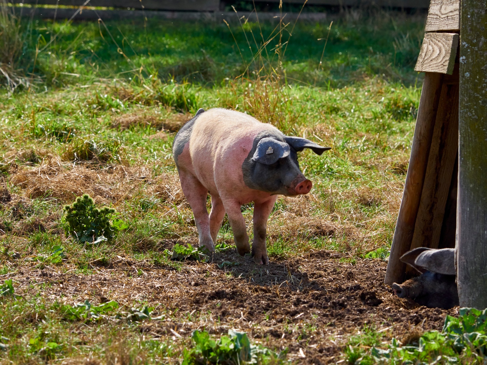 Freilandmuseum Hohenlohe